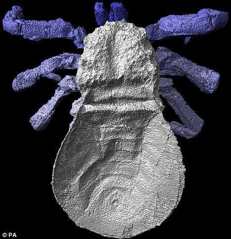 科学家还原3亿年前“史前蜘蛛”真实模样(组图)_资讯_凤凰网