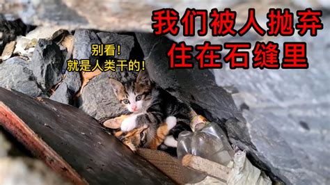 石缝中有五只小猫咪，母猫着急找人求助，幸好热心小哥帮忙救助_高清1080P在线观看平台_腾讯视频