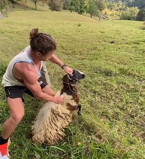 澳大利亚男子救出被铁丝网困住的羊 帮助其翻过栅栏
