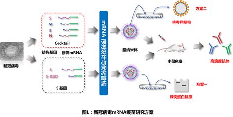 复旦大学和上海交通大学团队使用mRNA首次实现新型冠状病毒（SARS-CoV-2）病毒样颗粒的表达