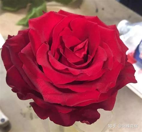 大红玫瑰花图片 - 站长素材