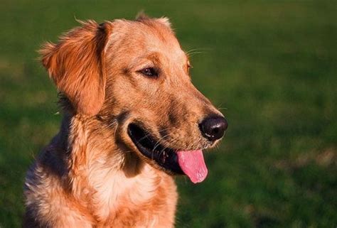 全球最“聪明”狗狗排名：中华田园犬上榜，第1名智商高且漂亮