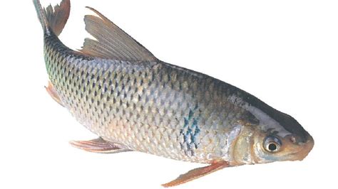 我国天南海北淡水鱼种类繁多，你都认识吗？看这些图就懂了（下）