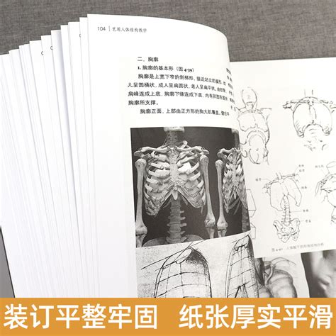 人体模型 设计绘画CG参考医用艺用人体模型 仿真人肌肉人体模型-阿里巴巴
