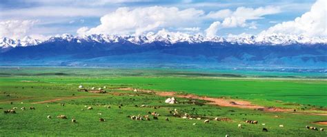 【乡村振兴】新疆洛浦：特色种植撑起村民增收新希望