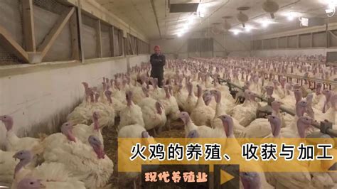 现代养殖业之——火鸡的养殖、收获与加工（老王讲糖系列视频)_腾讯视频