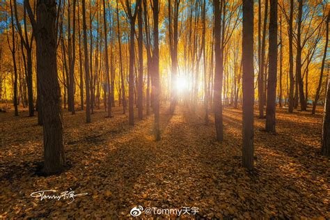 秋天的小树林，雅鲁藏布江边。 这里是西藏山南__财经头条