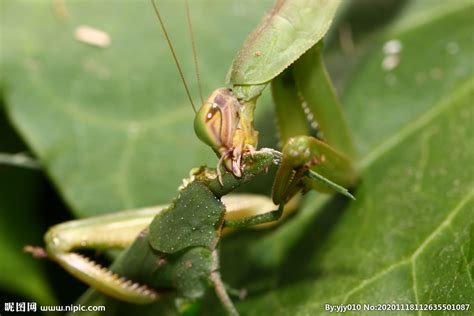 螳螂为什么要吃掉自己的配偶，延续后代和补充营养— 爱才妹生活