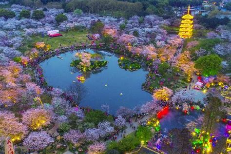 武汉东湖樱花园高清图片下载-正版图片500860747-摄图网
