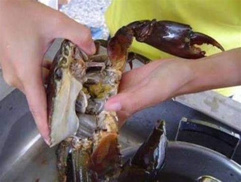 清洗活螃蟹夹手怎么办？教你洗螃蟹不被夹手的4个窍门，值得尝试