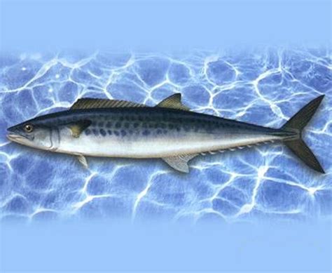 马鲛鱼多少钱一斤，附马鲛鱼的产地和营养价值 - 农敢网