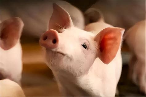 10月21日：养猪利润可观，仔猪价格涨不动，养殖户要补栏吗？ - 知乎