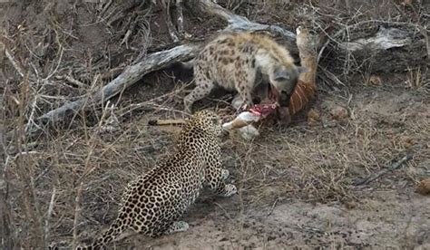 豹子的战斗力不比鬣狗弱，为何食物却接连被抢？|鬣狗|猎豹|豹子_新浪新闻