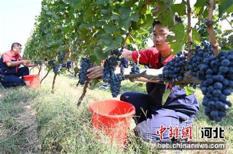 昌黎葡萄酒产业调查:从"第一瓶"到全产业链:葡萄酒资讯网（www.winesinfo.com）