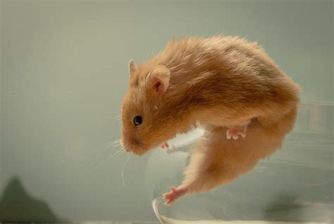 会飞的老鼠叫什么名字-百度经验