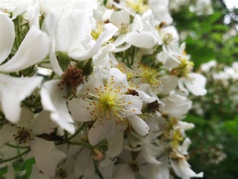 开到荼蘼花事了，带你探索野生花卉的秘密 - 云和 - 丽水网-丽水新闻综合门户网站