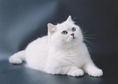 今日科普：英短银渐层属于什么档次的猫？-宠物网