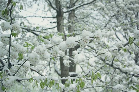 雪中的植物高清图片下载_红动中国