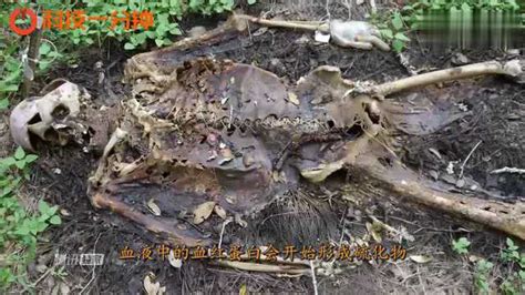1994年，湖北出土中国第一古尸，在其腹中发现人类最早寄生虫实物_盗墓_古墓_考古界