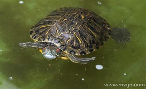 梦见乌龟在水里游是什么意思预兆 - 原版周公解梦大全