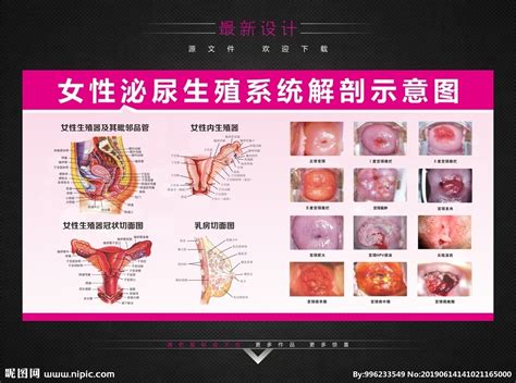 女性泌尿解剖示意图设计图__展板模板_广告设计_设计图库_昵图网nipic.com