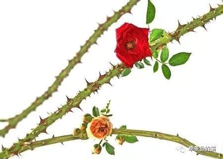 玫瑰的刺上花朵天空蓝色尖刺植物天气玫瑰叶子季节公园高清图片下载-正版图片321821508-摄图网