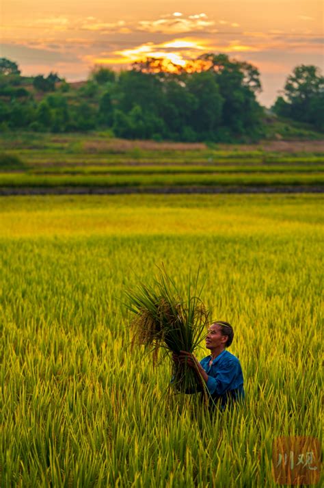 C视频丨亩产超700公斤 泸州合江水稻丰收啦_四川在线