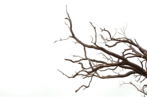 树木树枝枝干素材图片免费下载-千库网