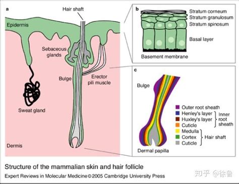 “头皮”是头发生长的土壤，一分钟做个健康诊断