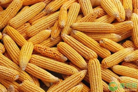 “河北省十四五玉米创新团队”——冀农种业新成果展示暨2022年新品种观摩会圆满成功