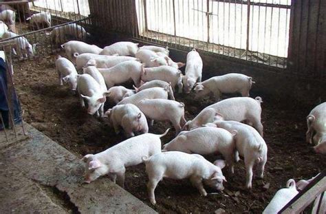什么是标准化养猪场,现代化养猪场,大型养猪场猪舍_大山谷图库