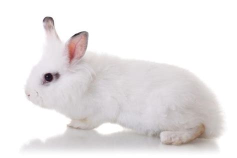 兔子养殖方法和技术有哪些？ - 惠农网