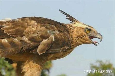 上千只老鹰聚集南京上空盘旋多日，平常单独行动的老鹰为何一起飞 - 知乎