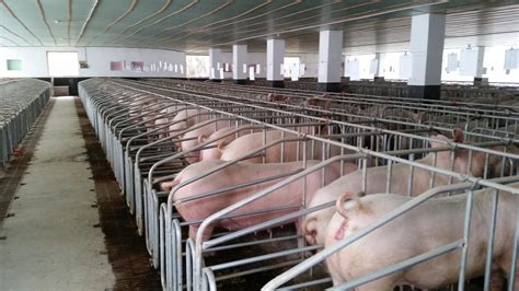 盘峰乡“半山猪倌”生态养殖发展绿色经济