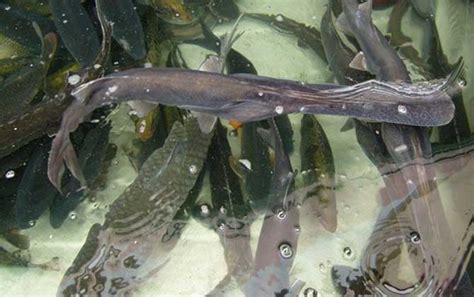 鲟鱼的养殖价值分析 - 水产养殖网