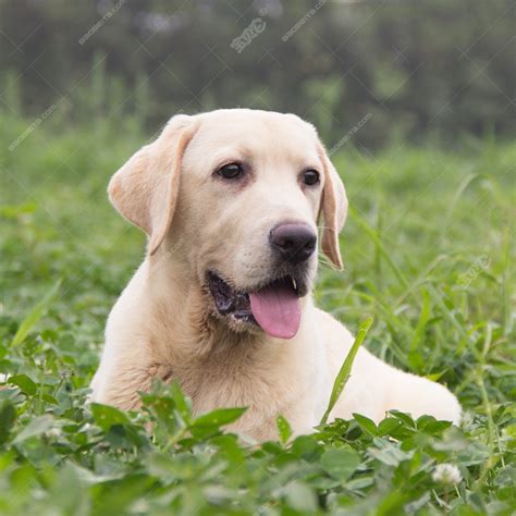 拉布拉多犬-常州贝乐实验动物养殖有限公司