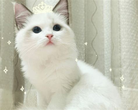 女猫咪高贵洋气的名字 给小猫取清新的名字_搞笑萌宠 - 养宠客
