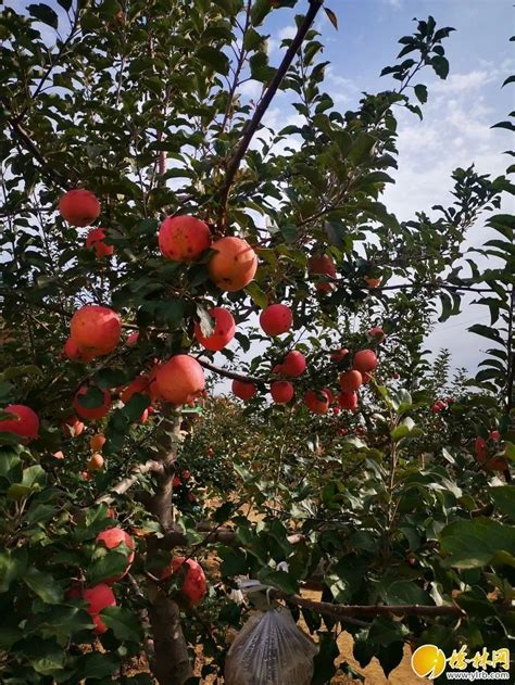 榆林山地苹果种植面积达118万亩|苹果|榆林市_新浪新闻