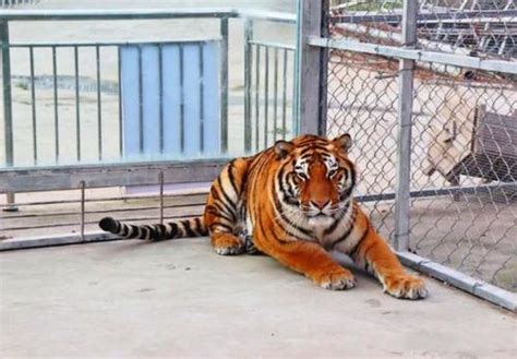宁波老虎咬人事件最新展 一只老虎已经被击毙_山东频道_凤凰网