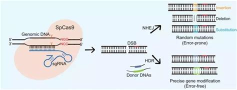 基因组大片段直接克隆和DNA多分子组装新技术的制作方法