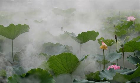 【雾里看花摄影图片】江门生态摄影_太平洋电脑网摄影部落