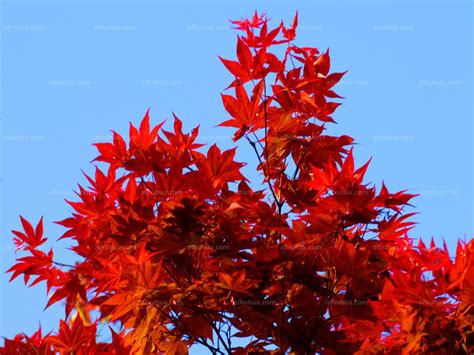 最大的红枫树图片,最美红枫树风景大全,一棵红枫树图片_大山谷图库