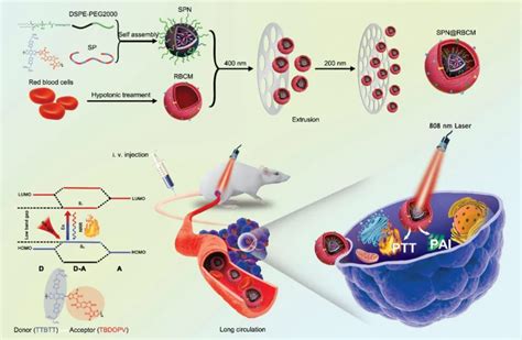 红细胞膜@有机半导体颗粒：一种循环时间长/穿透力强/稳定的光声成像和光热治疗纳米探针-纳微科技