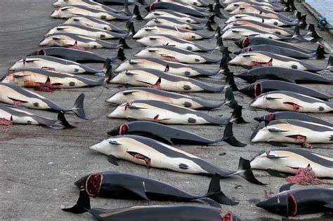 血染海豚湾：法罗群岛年度捕鲸活动 – FOTOMEN