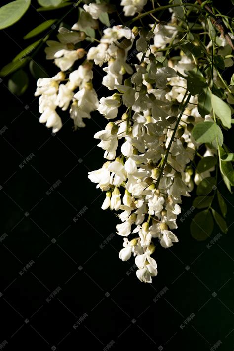 槐树图片_夏季的槐树图片大全 - 花卉网