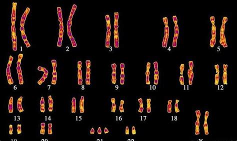 浅谈生物中的“三倍体”和“多倍体”_染色体