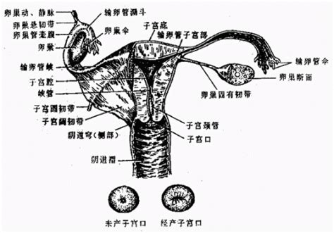 女性生殖系统female genital system 生命经纬知识库