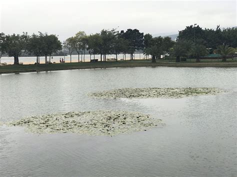 2023湖泉生态园游玩攻略,湖泉公园在弥勒市区，水面很...【去哪儿攻略】