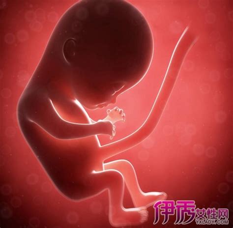 【怀孕】【图】怀孕三个月胎儿图 告诉你肚子里的宝贝是什么样子_伊秀亲子|yxlady.com