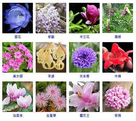 各种花卉的名称及对应图片